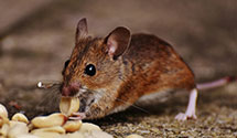 24 Hour & Emergency Exterminators in Kremlin, MT